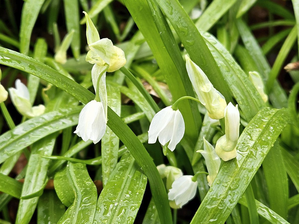 Wunder-Lauch (Allium paradoxum), auch Seltsamer Lauch, Berliner Lauch oder Berliner Bärlauch genannt