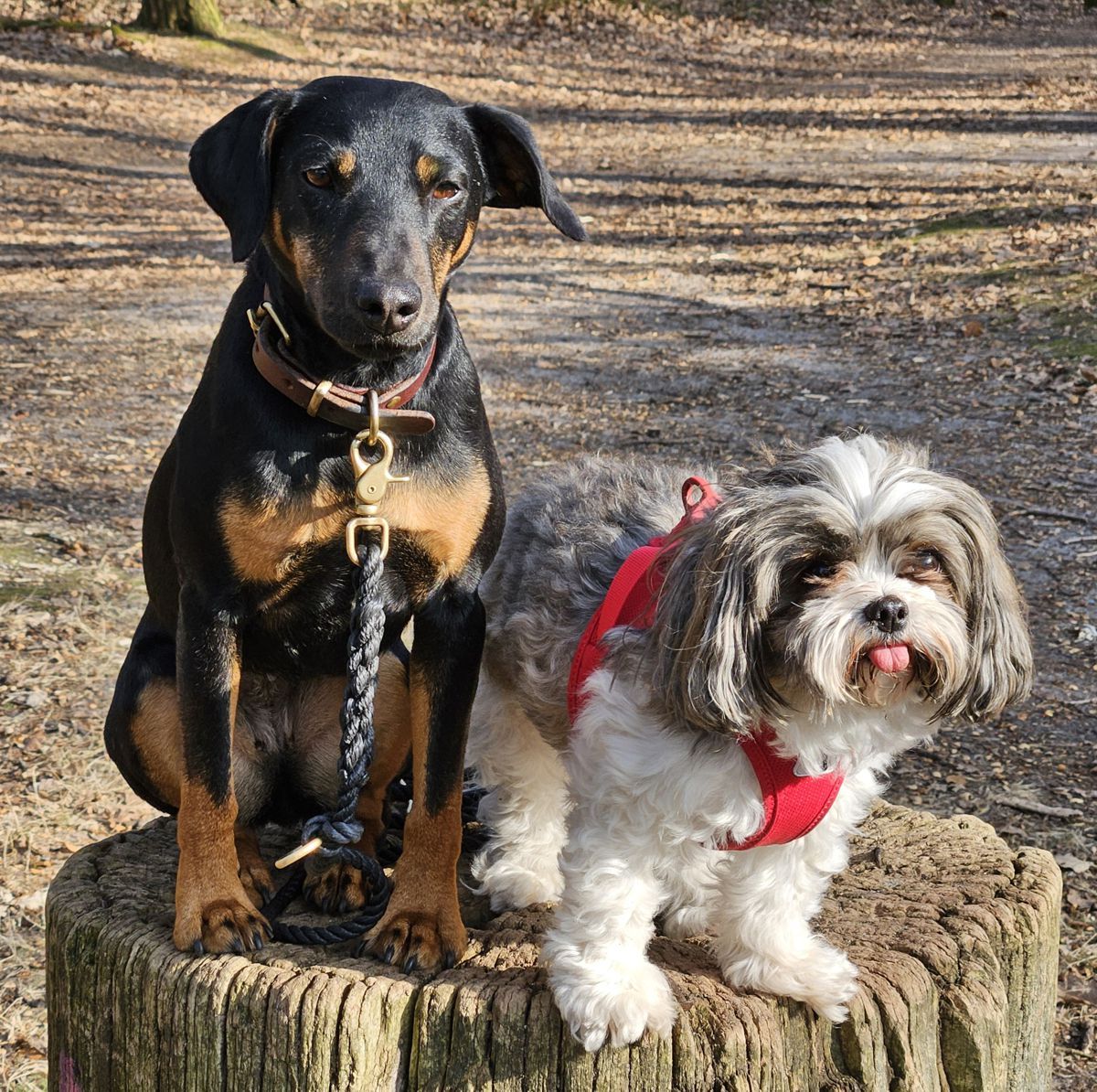 Jagdterrier Mona und Bolonka Rikki-Tikki