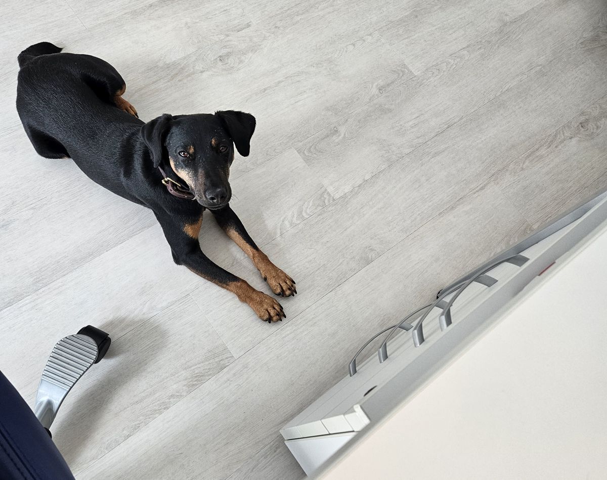 Jagdterrier Mona - Bürohund