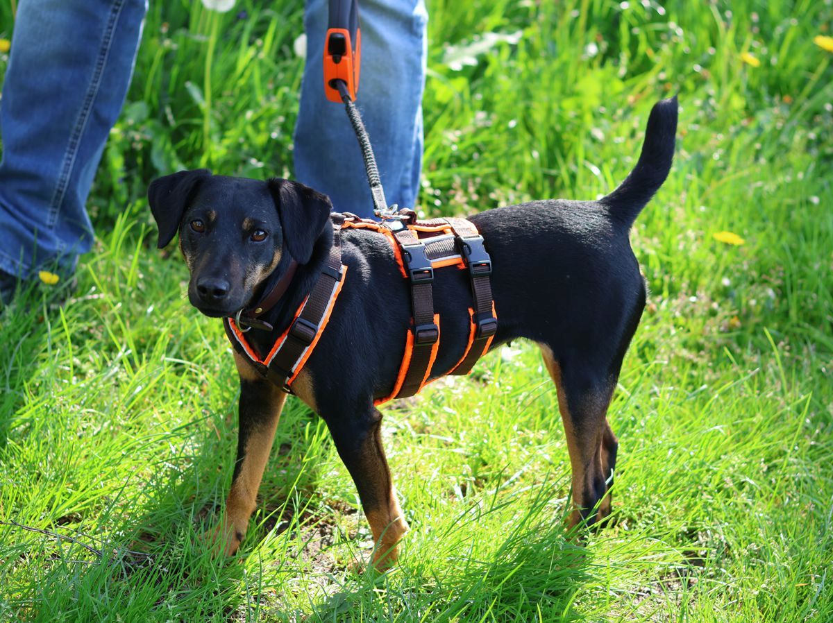 Jagdterrier Mona mit Sicherheitsgeschirr und Rollleine in Orange