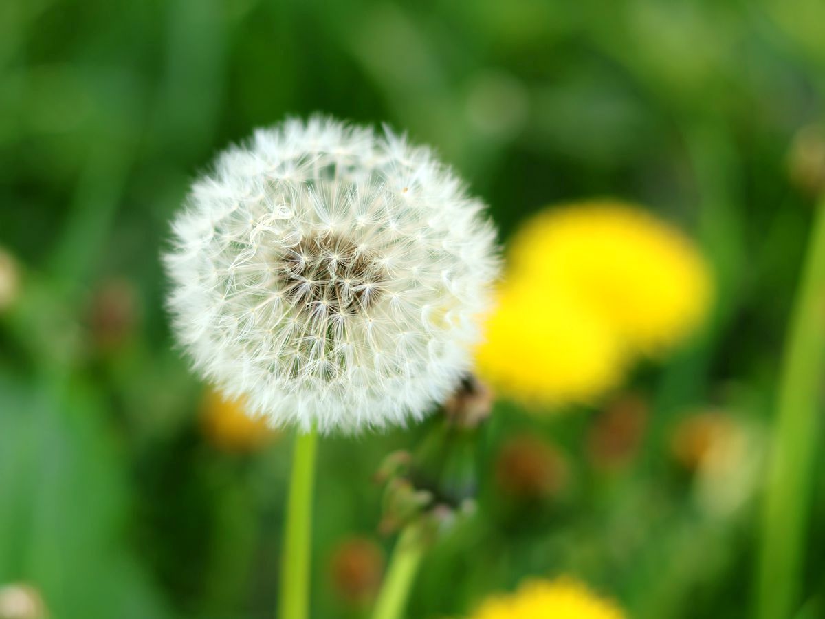 Löwenzahn - Pusteblume - gelb und weiß
