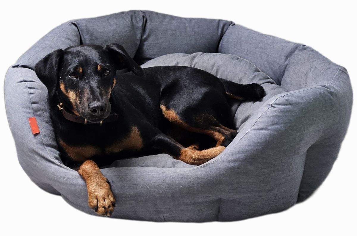 Jagdterrier Mona - Bürohund im Körbchen