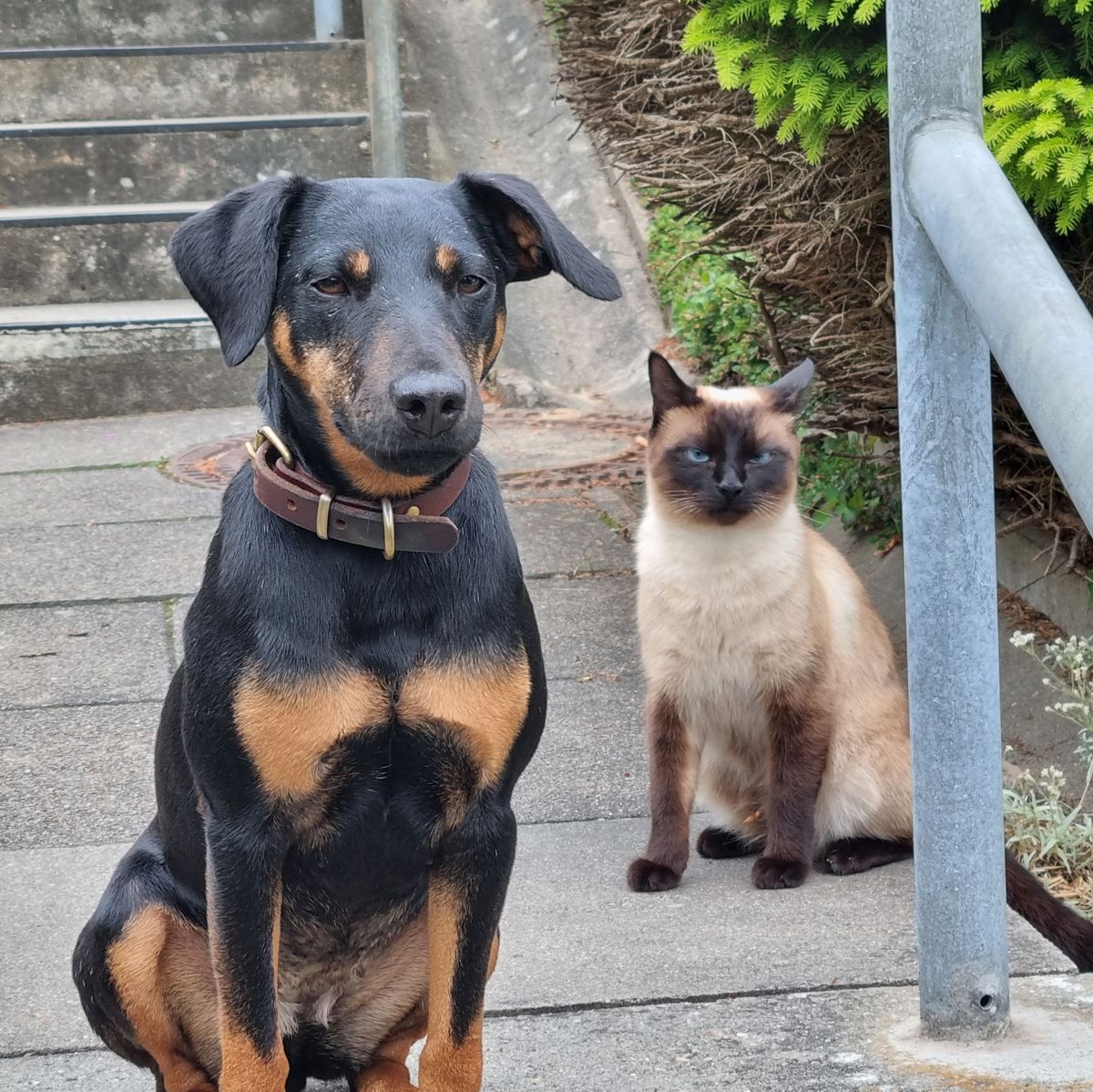 Jagdterrier Mona und Katze Nala