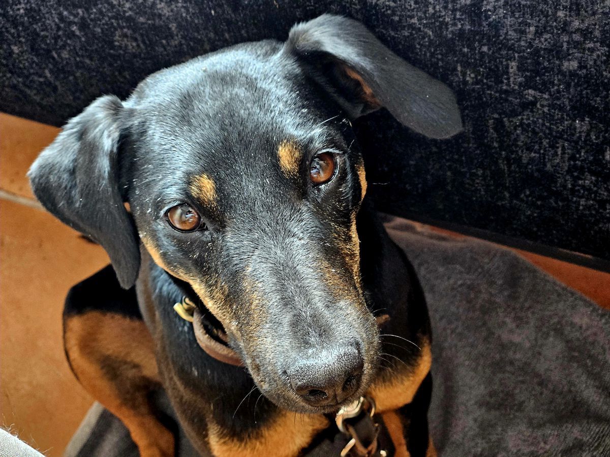 Jagdterrier Mona bettelnd im Restaurant