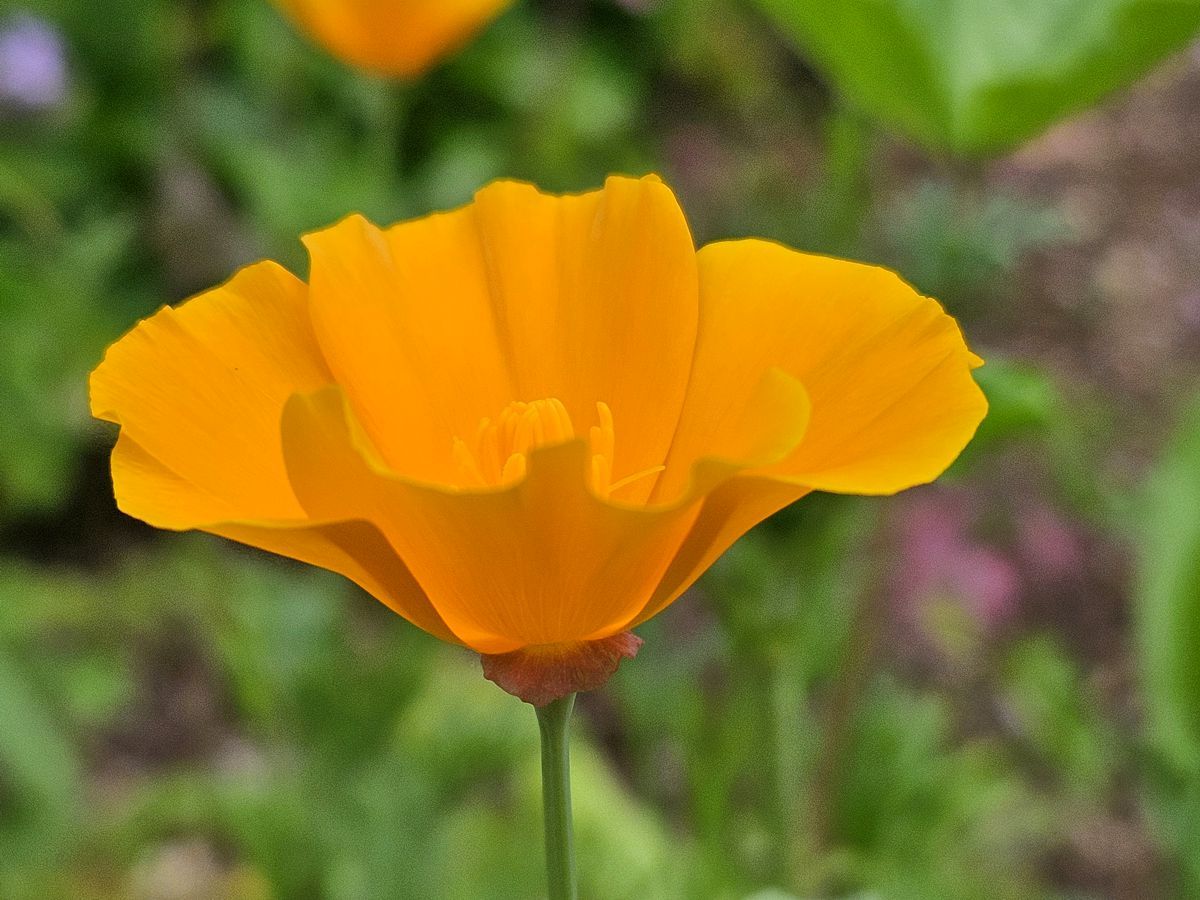 Kalifornischer Kappenmohn in Orange aus der Bienensaat