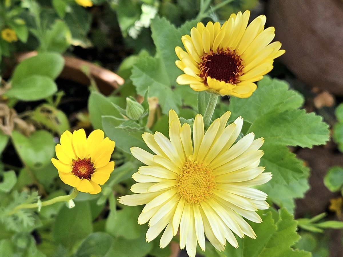 Bienensaat Blumenmischung gelbe Blüten 2025