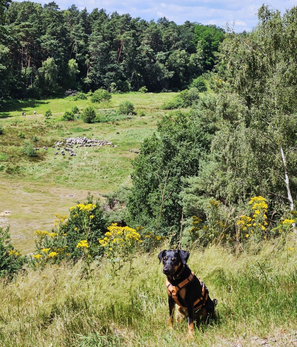 Jagdterrier Mona an der Hundewiese Kiesbarg mit der Schafherde der Fischbeker Heide im Sommer 2025