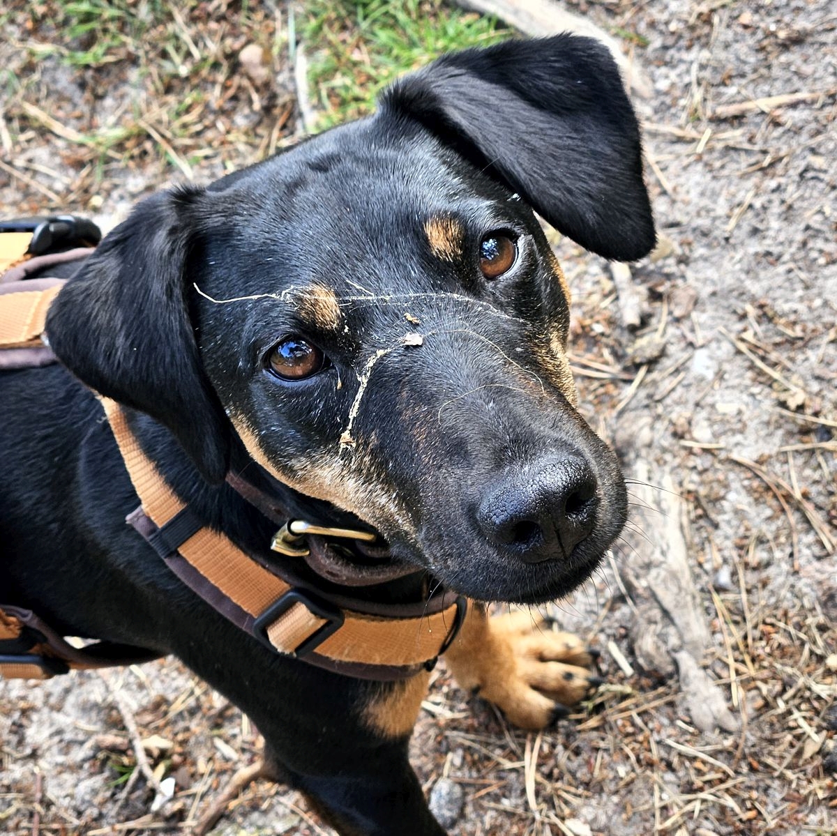Jagdterrier Mona mit Spinnenweben im Gesicht