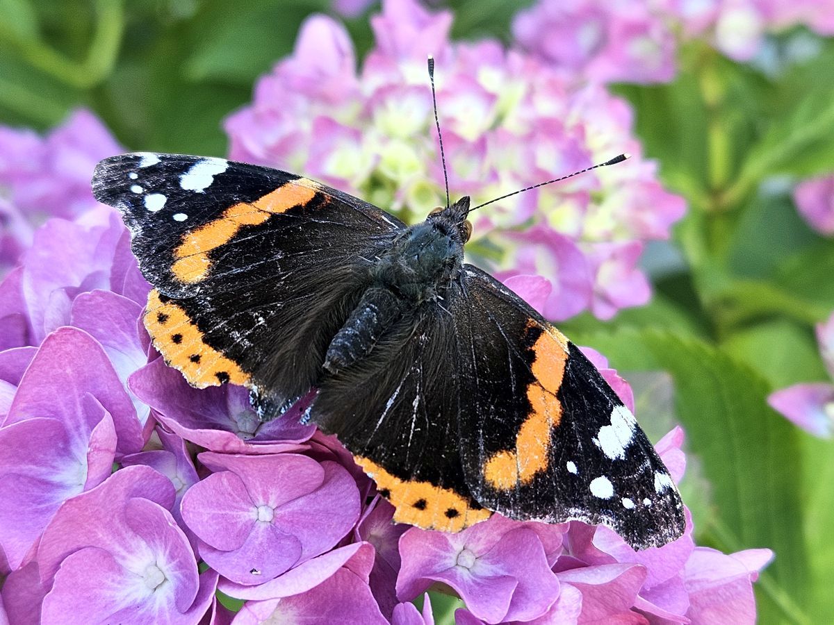 Admiral - Schmetterling auf einer rosafarbenen Hortensienblüte