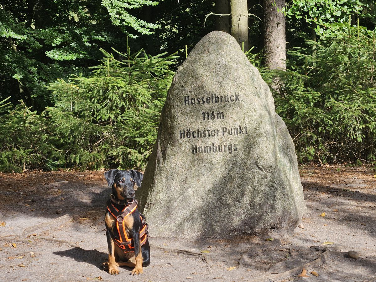 Hasselbrack in den Harburger Bergen, der höchsten Erhebung Hamburgs, mit Hund Jagdterrier Mona - 2025
