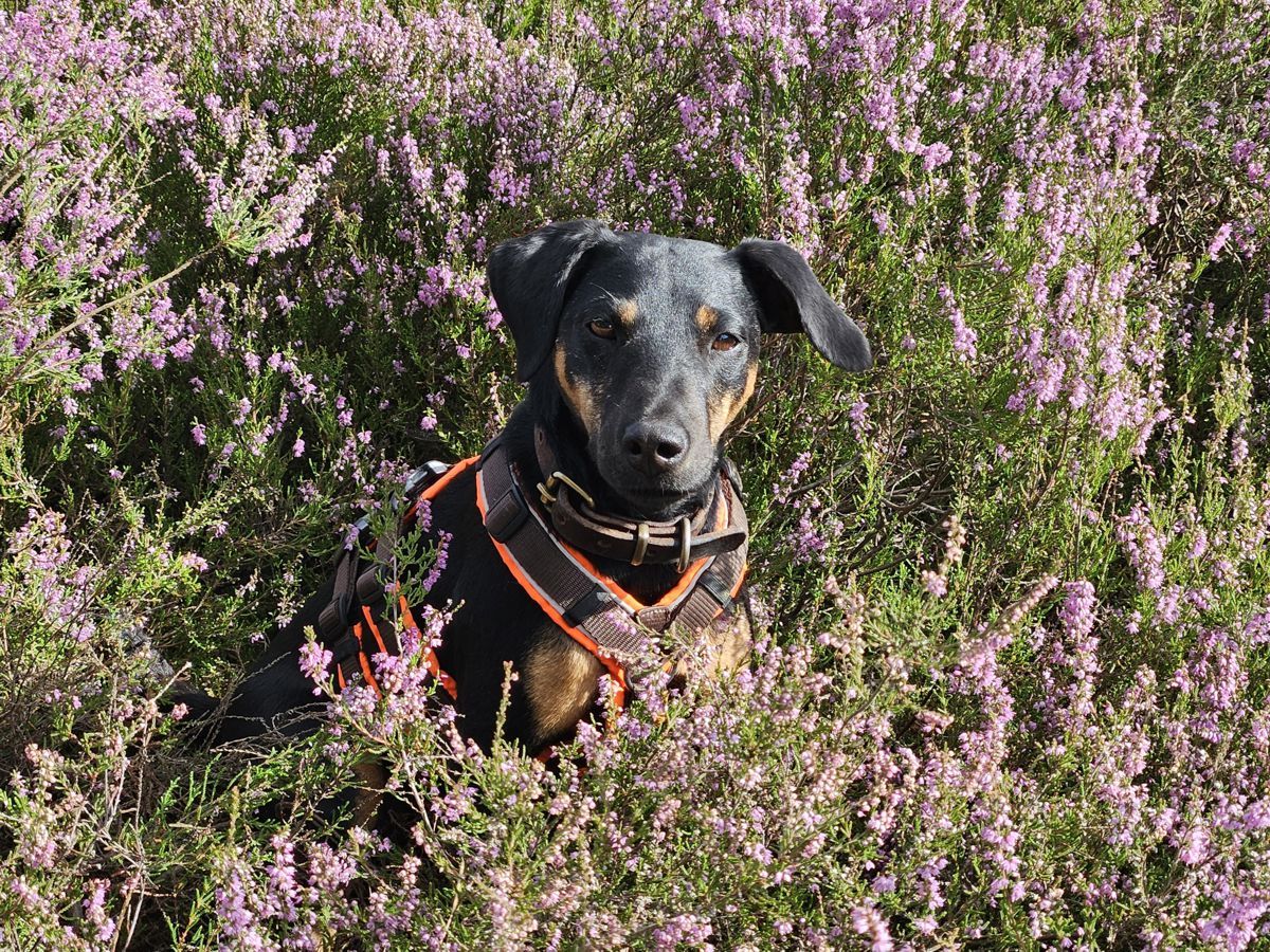 Jagdterrier Mona in der Fischbeker Heide zur Heideblüte 2025