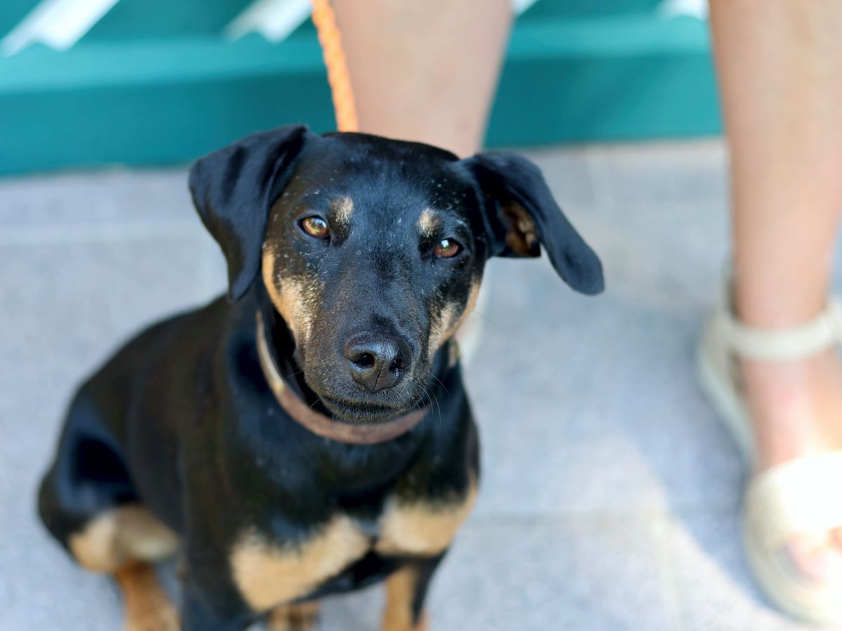 Jagdterrier Mona mit Stuppsnase - 2025