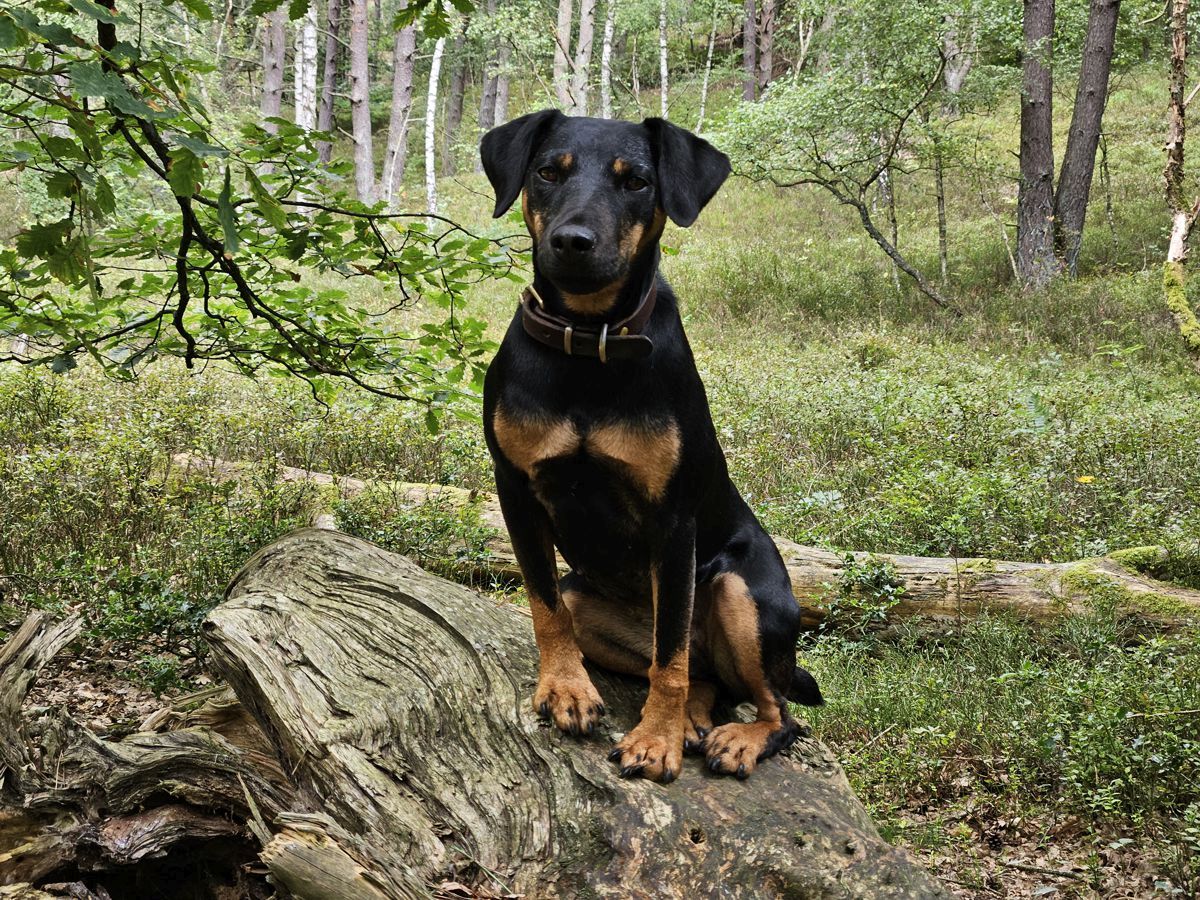 Jagdterrier Mona im Wald im August 2025