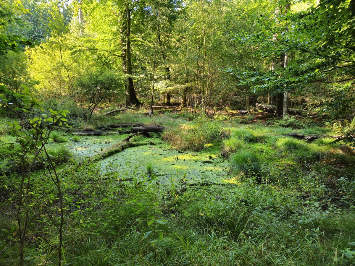 Kaltenhofer Moor