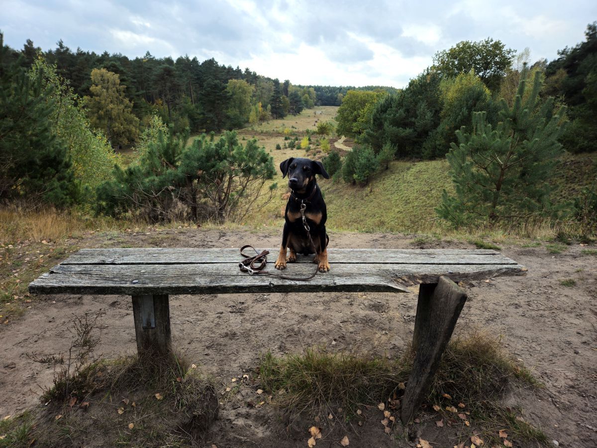 Jagdterrier Mona in der Wulmstorfer Heide