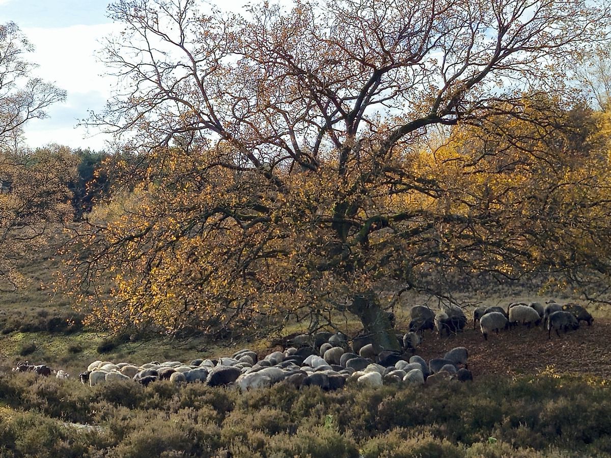 Schafherde in der Fischbeker Heide im November 2025