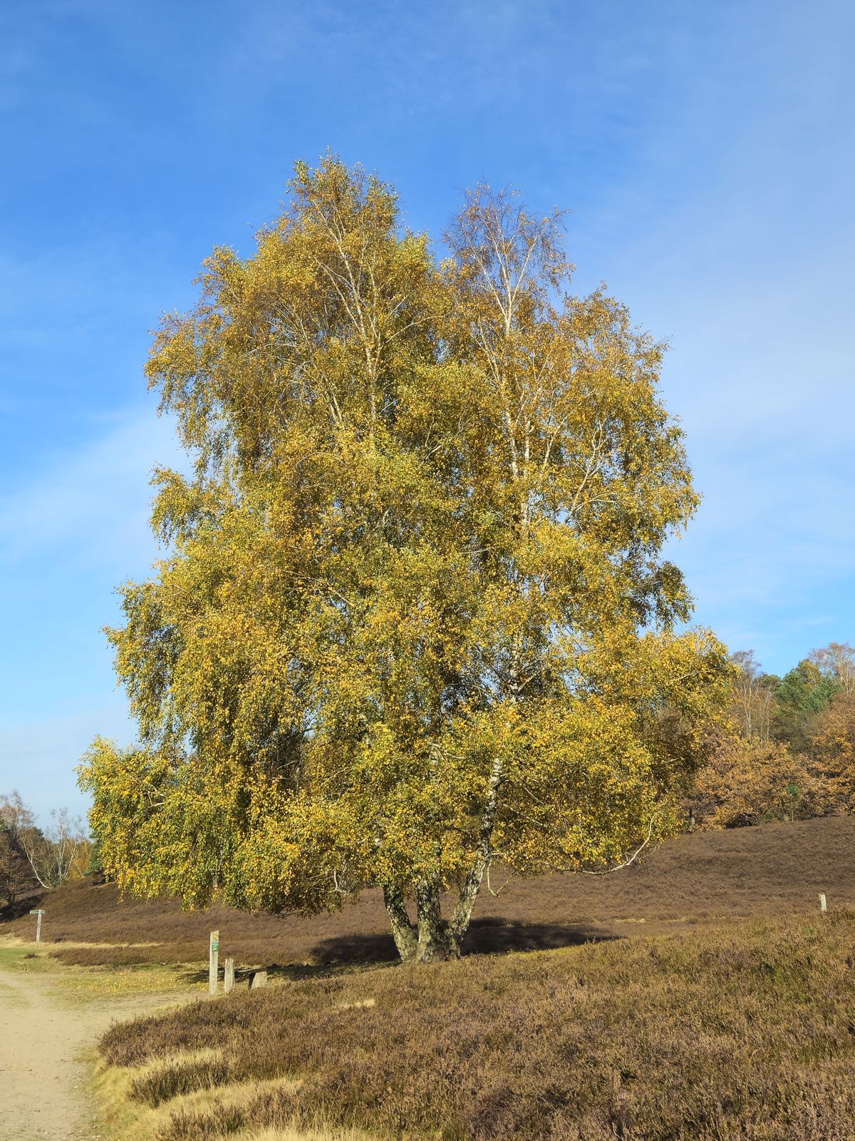 Lieblingsbirke im Fischbektal in der Fischbeker Heide