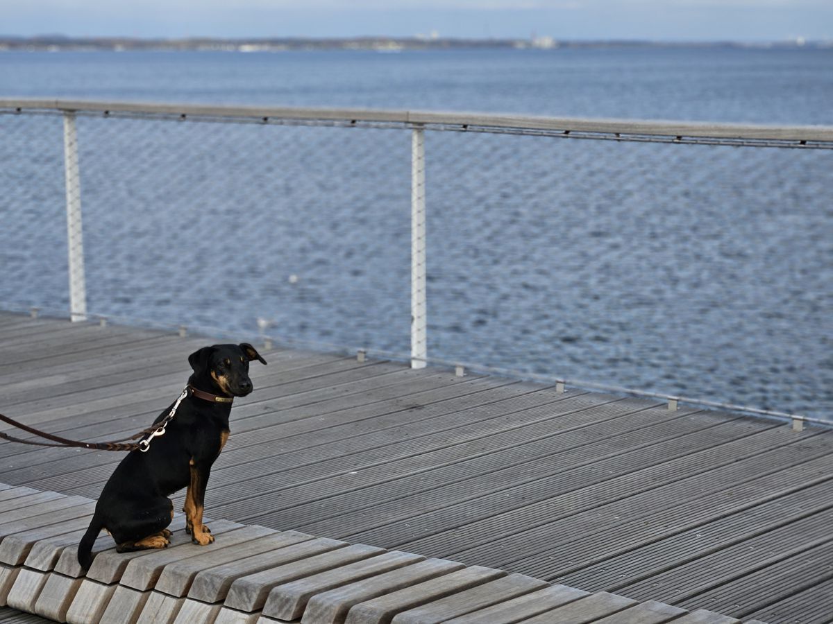 Jagdterrier Mona auf der Seebrücke in Timmendorfer Strand