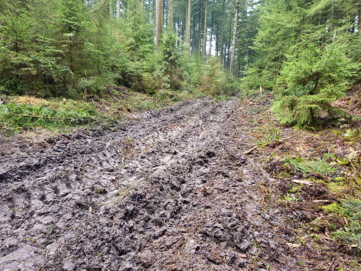 Harburger Berge - matschiger Waldweg - Abstieg vom Hasselbrack im Winter 2025