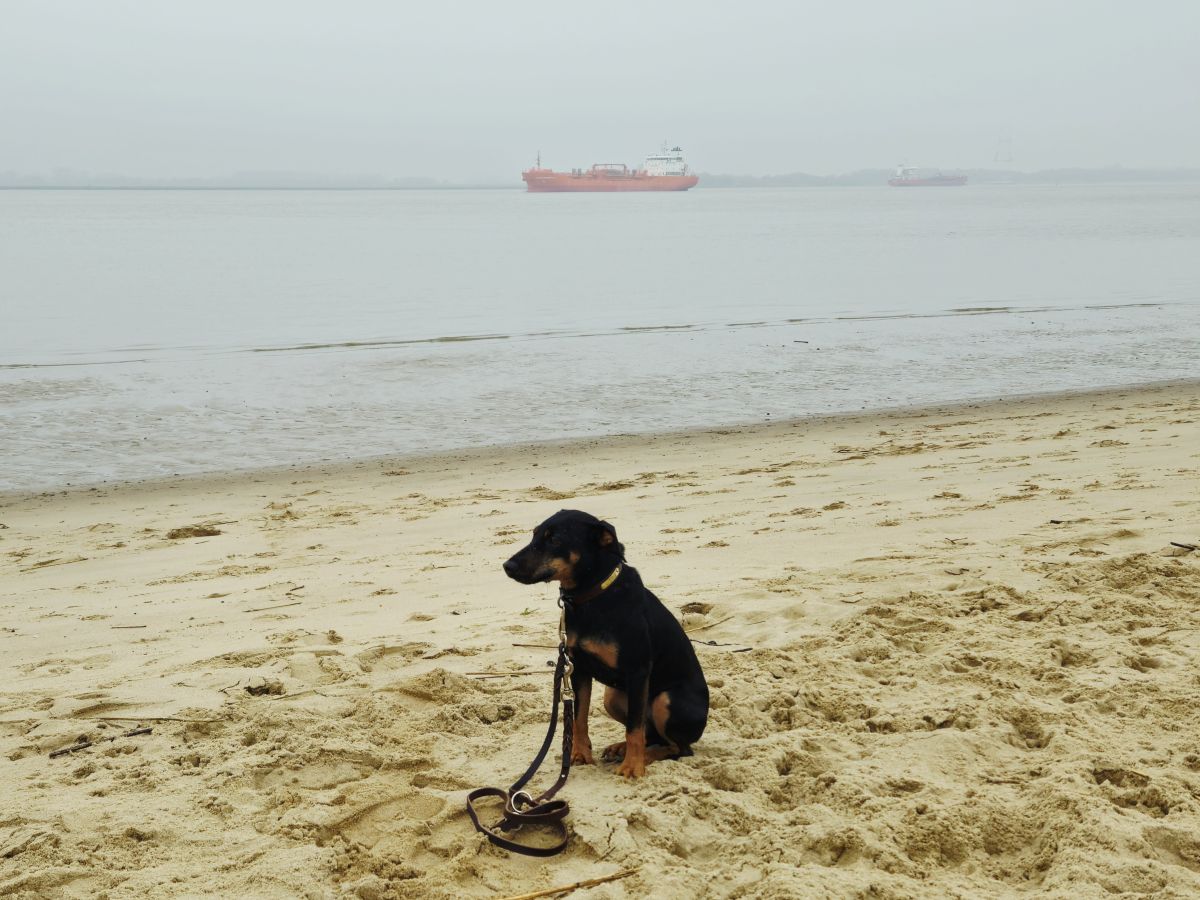 Jagdterrier Mona in Bassenfleth an der Elbe im Dezember 2025
