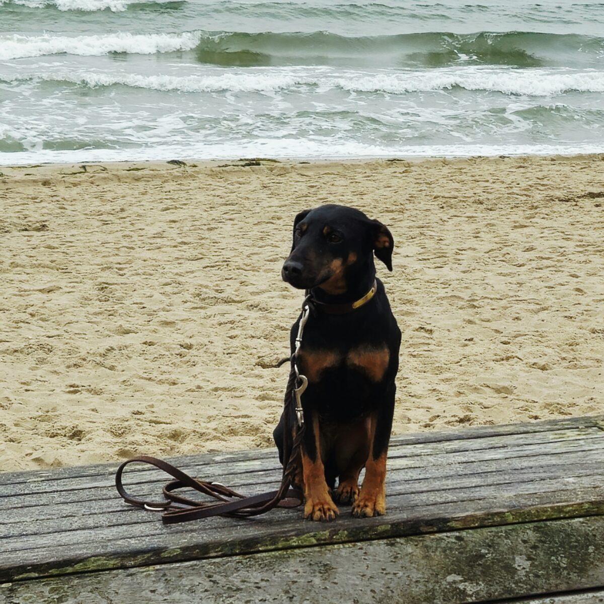 Jagdterrier Mona an der Ostsee zur Wintersonnenwende 2025