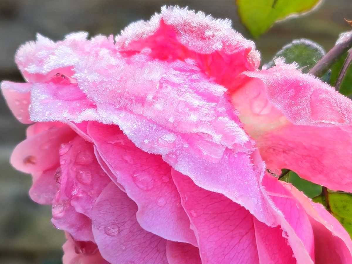 Rose Da Vinci im Frost im November 2025