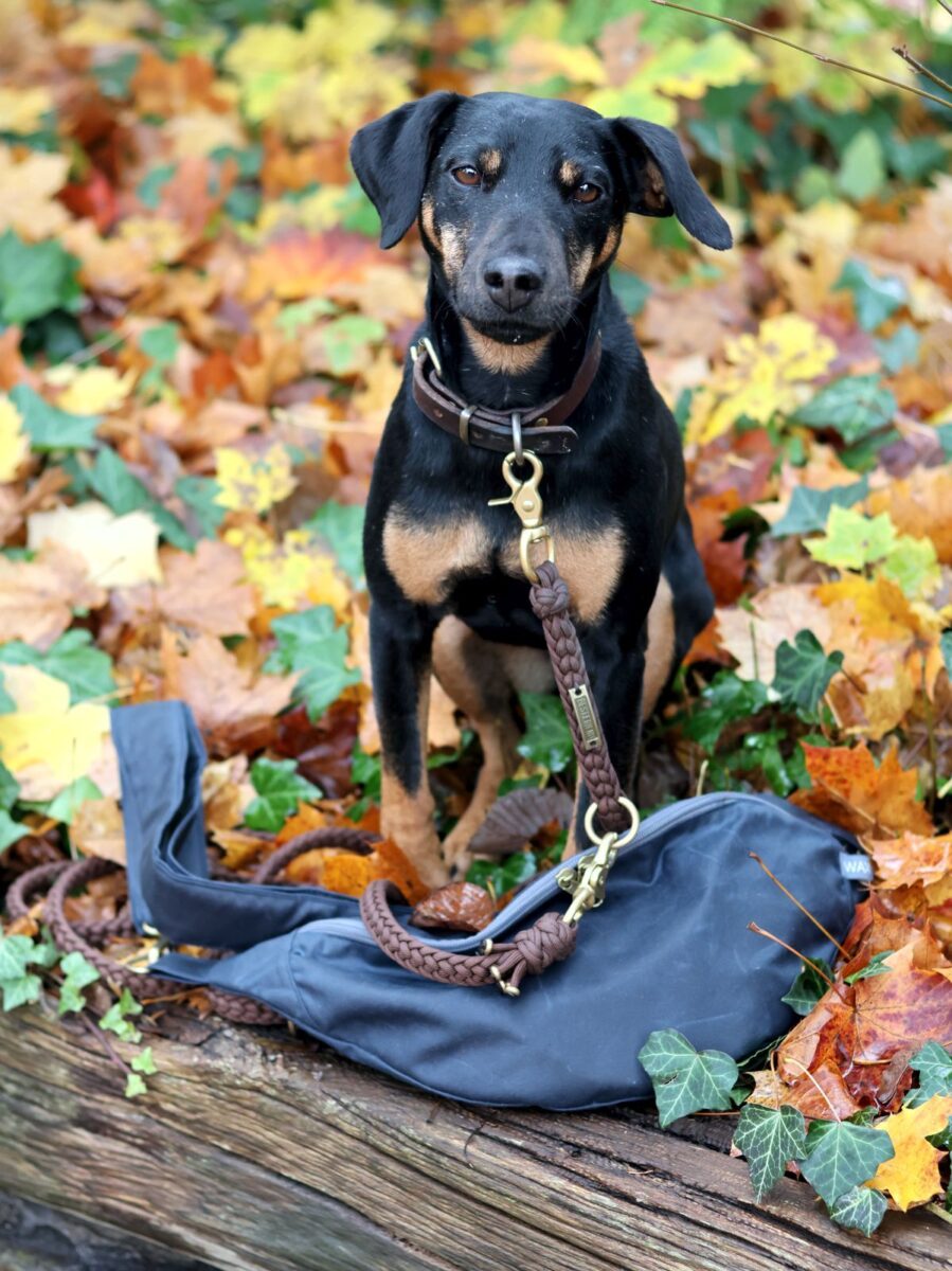 Waxwerke Bauchtasche Annett aus Waxed Cotton in Marineblau mit Hund Mona