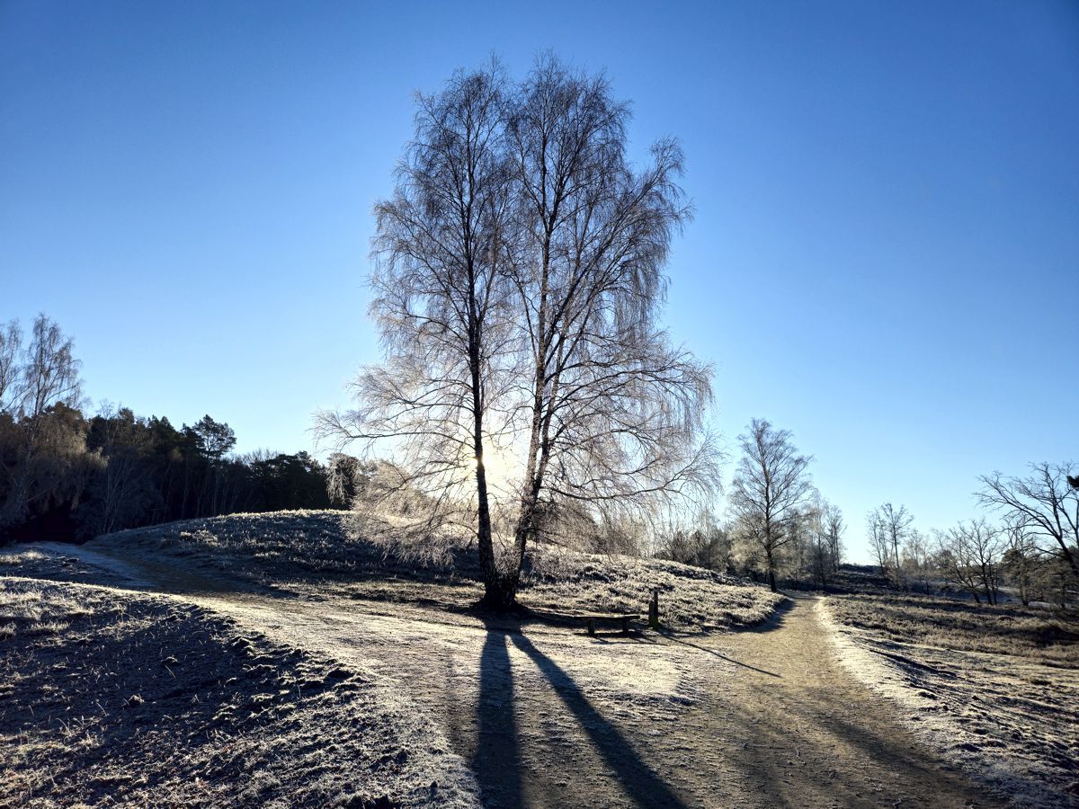 Lieblingsbirke im Fischbektal in der Fischbeker Heide im Frost