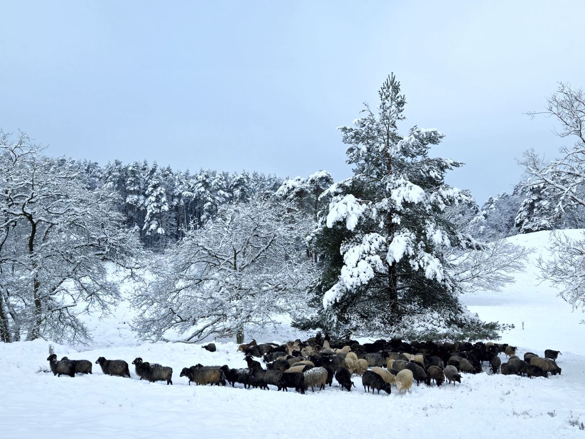 Schafherde in der Fischbeker Heide im Januar 2026 im Schnee