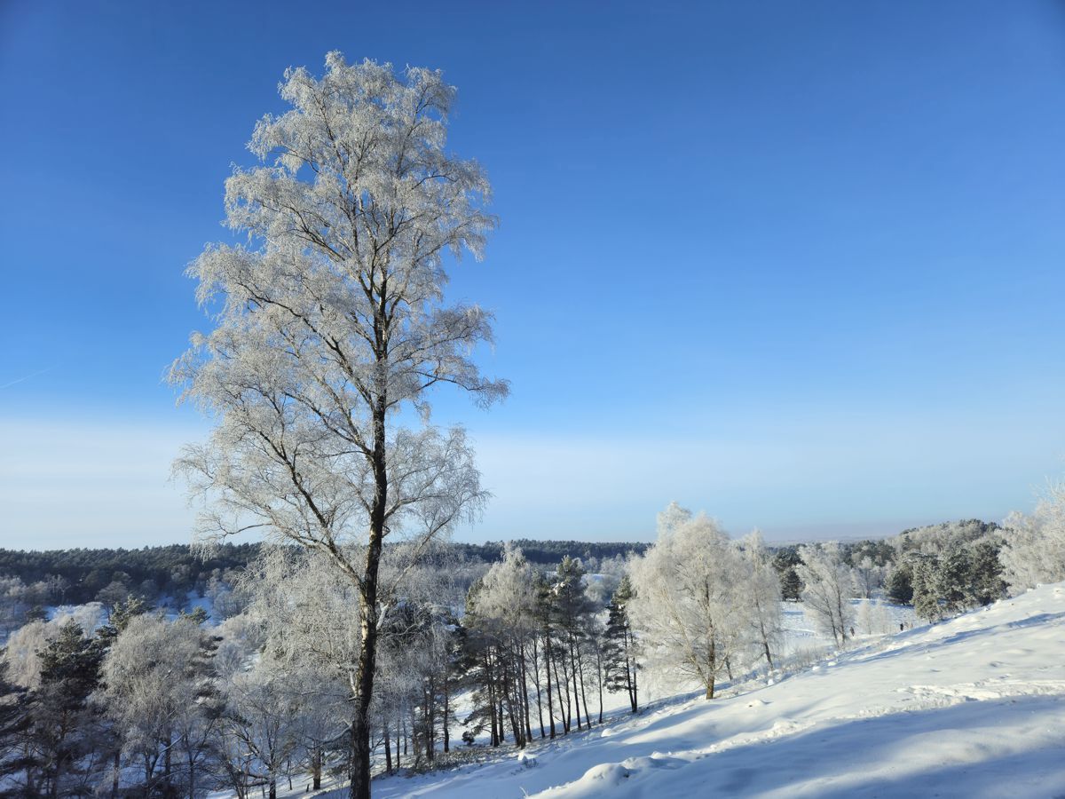 Fischbeker Heide im Schnee mit Blick Richtung Elbe