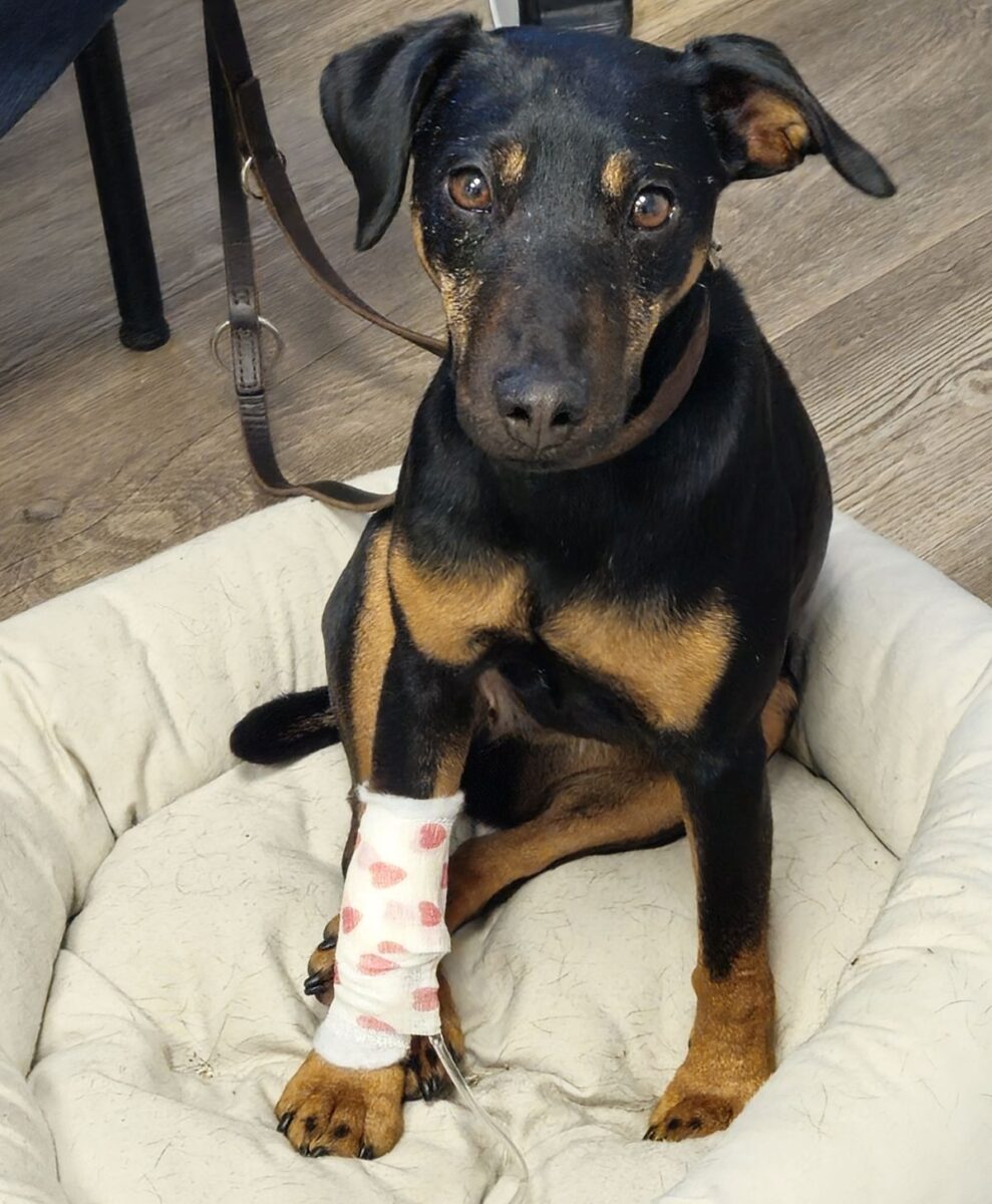 Jagdterrier Mona krank am Tropf