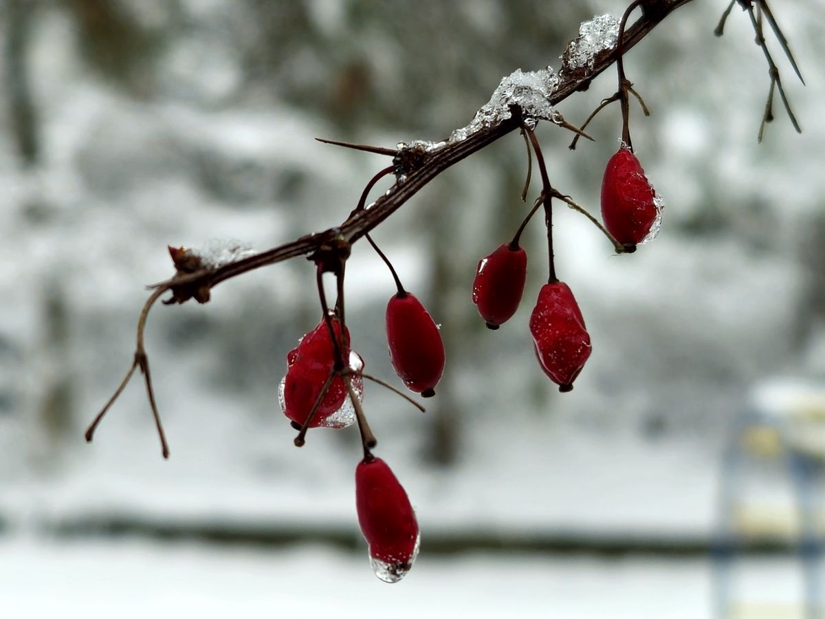 Rote Beeren im Frost
