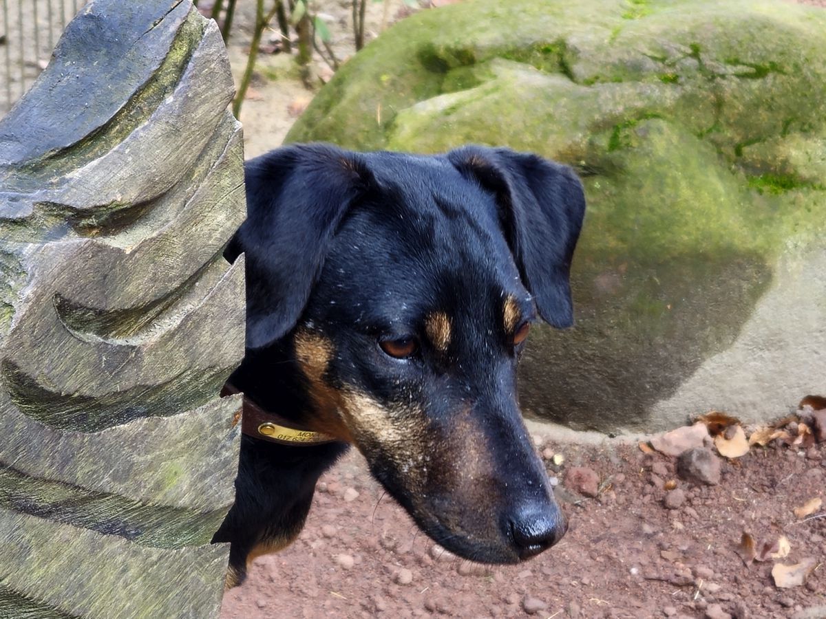 Jagdterrier Mona Kopf