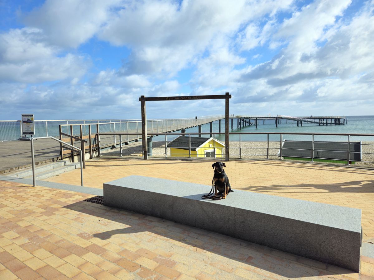 Jagdterrier Mona vor der Seebrücke in Timmendorfer Strand