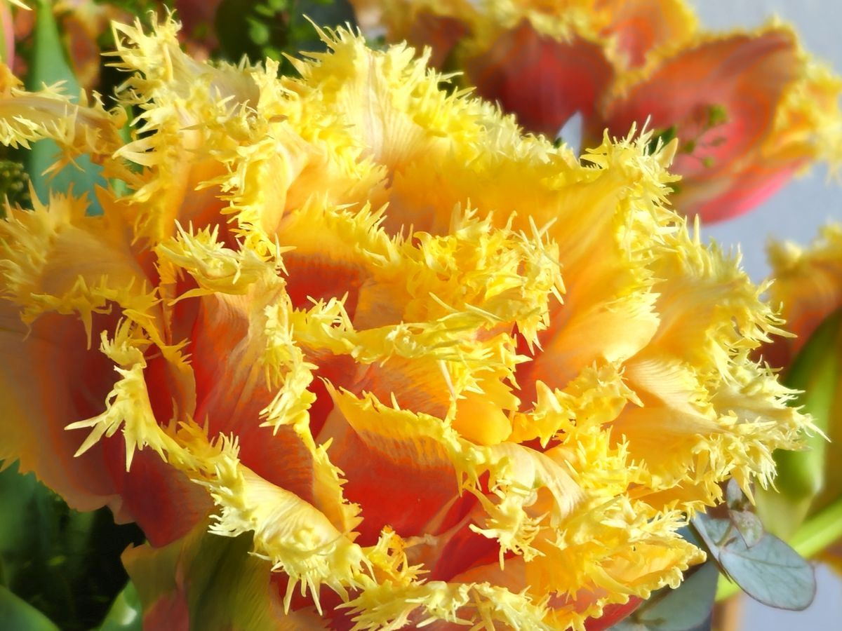 Gefranste Tulpe in Orange und Gelb