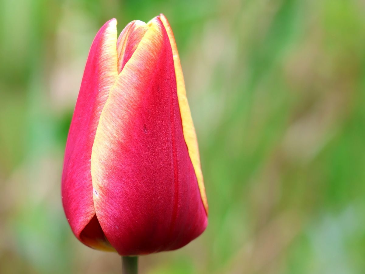 Tulpe rot-gelb