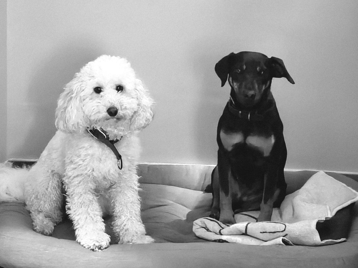 Hunde - weißer Pudel Fritzi und schwarzer Jagdterrier Mona