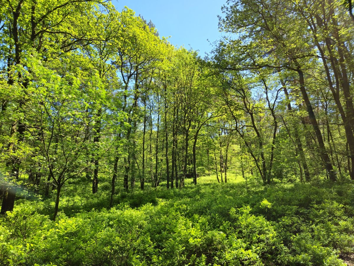 Maigrüner Wald