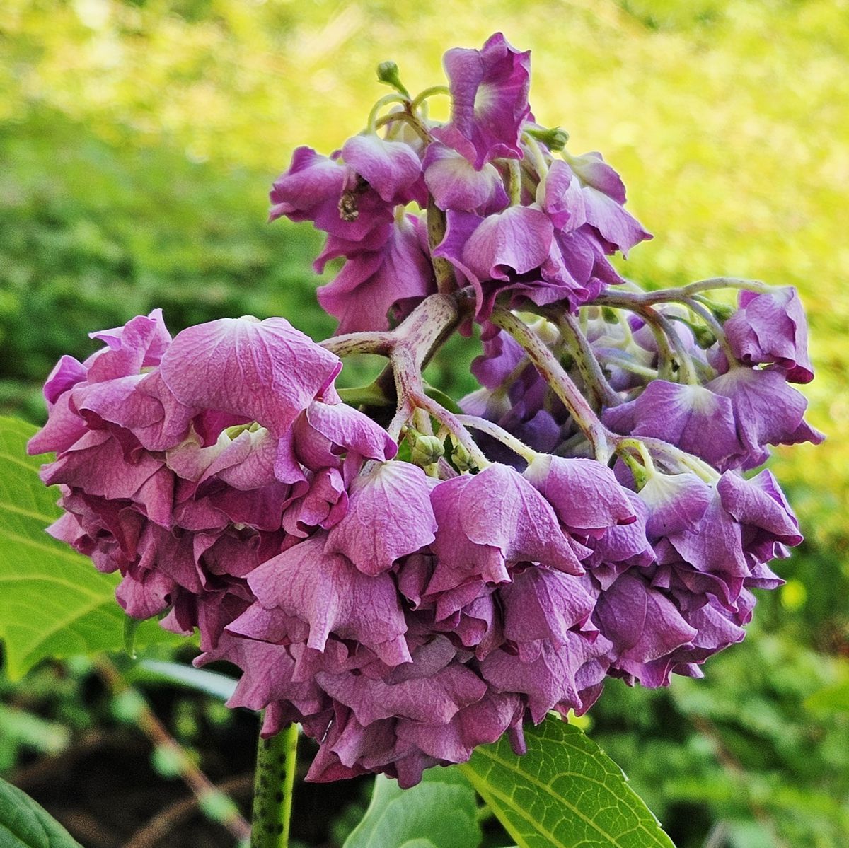 Hortensie in Rosa mit schlapp herabhängender Blüte in der Sommerhitze bei 40 Grad