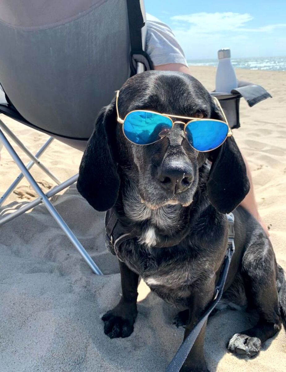 Hund Maggi am Strand mit verspiegelter Sonnenbrille