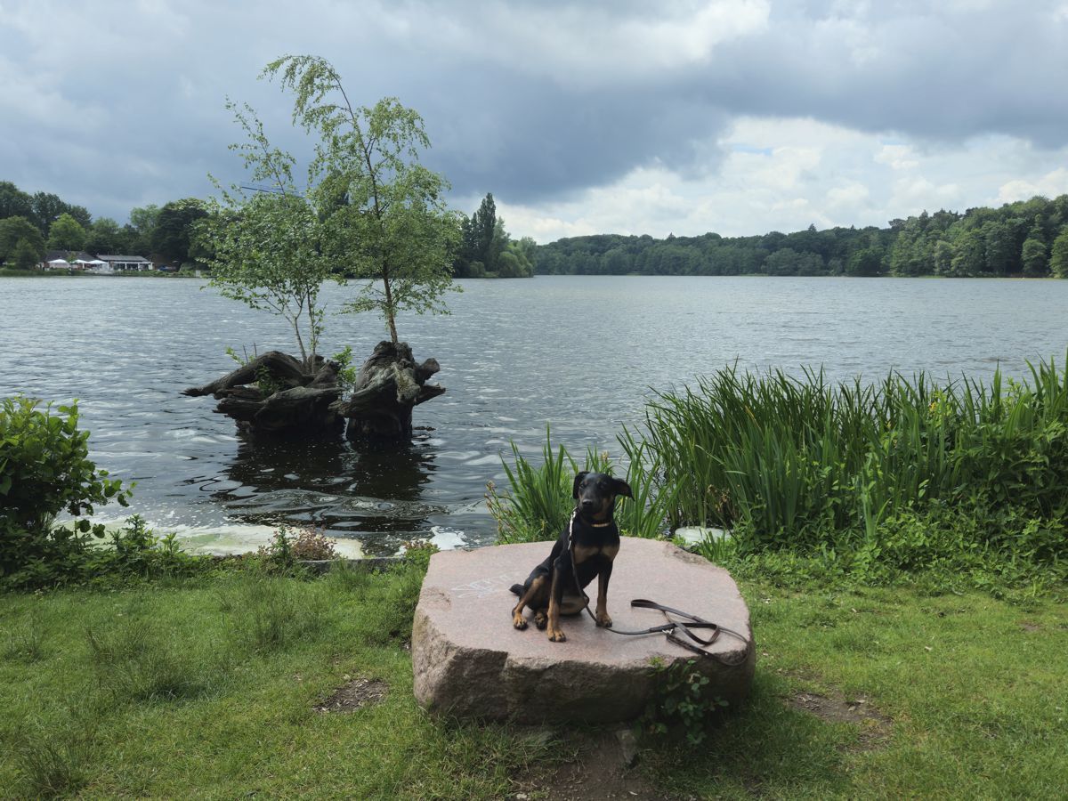 Jagdterrier Mona am Außenmühlenteich in Hamburg-Harburg im Juni 2026