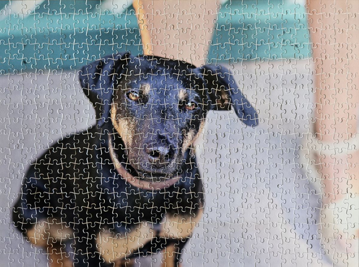 Jagdterrier Mona Puzzle