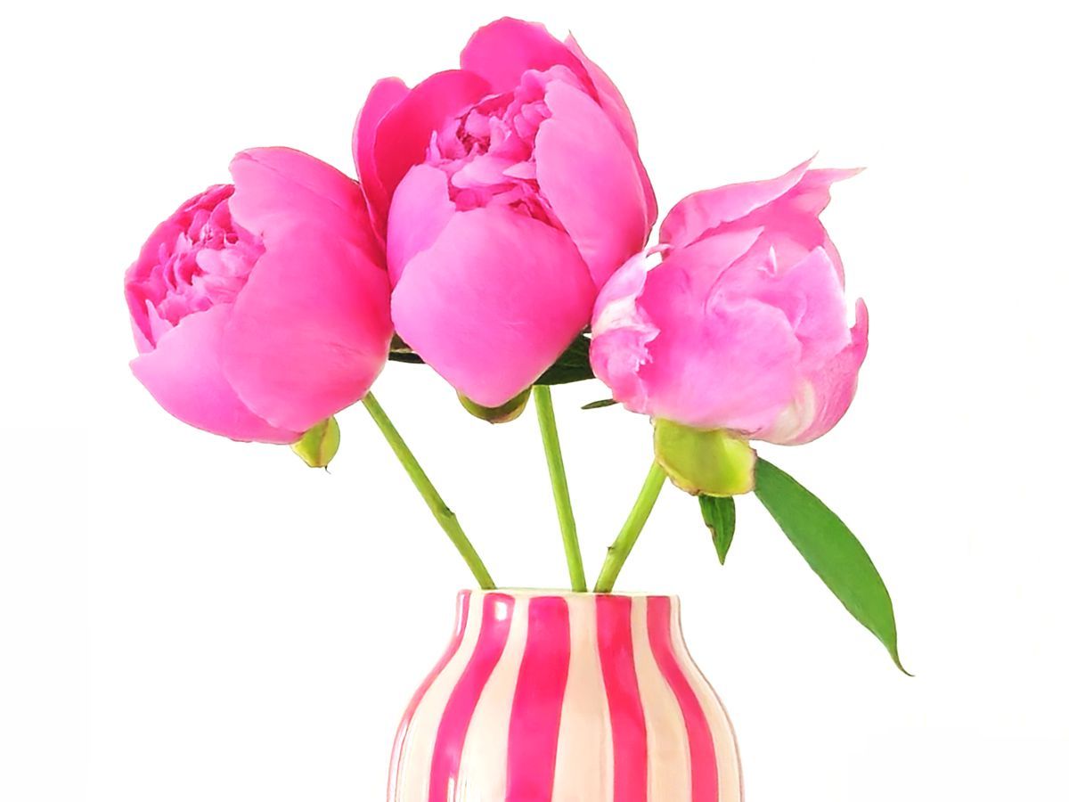 Pfingstrose / Peonien in der Vase - alles in Pink