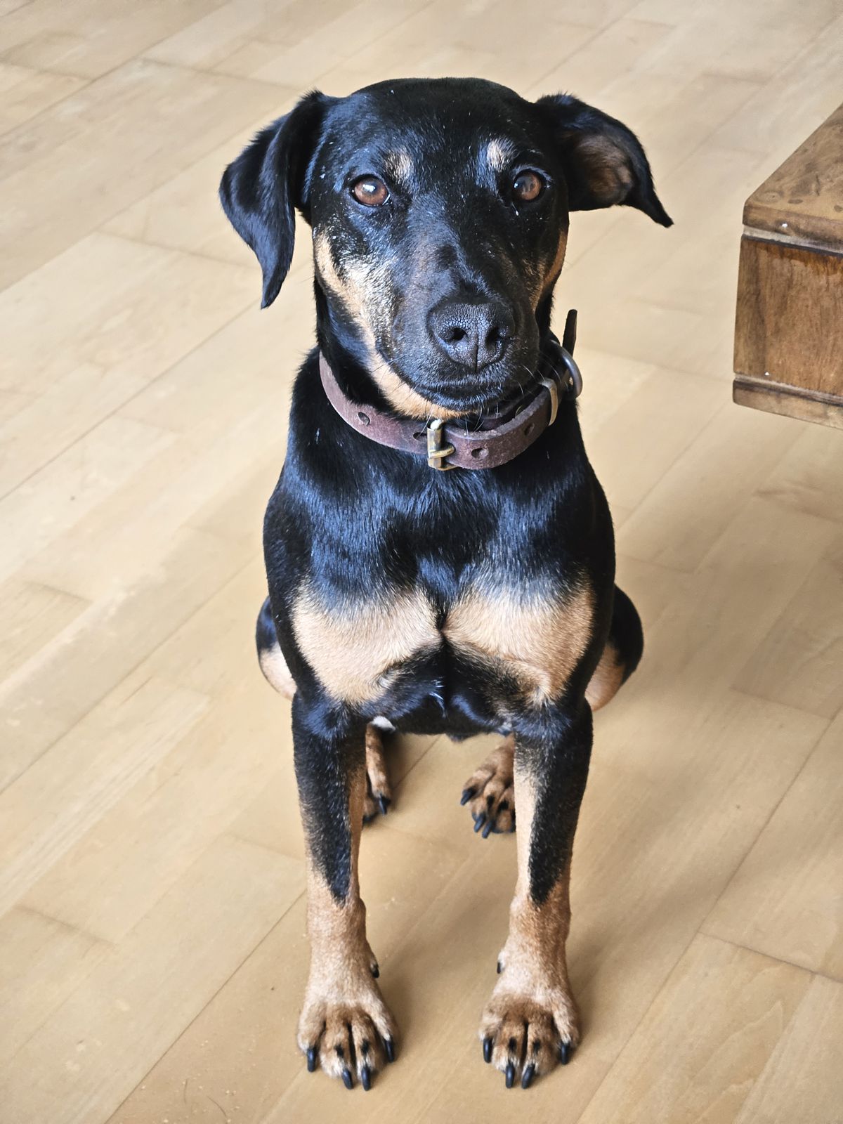 Jagdterrier Mona 2026 mit forderndem Blick