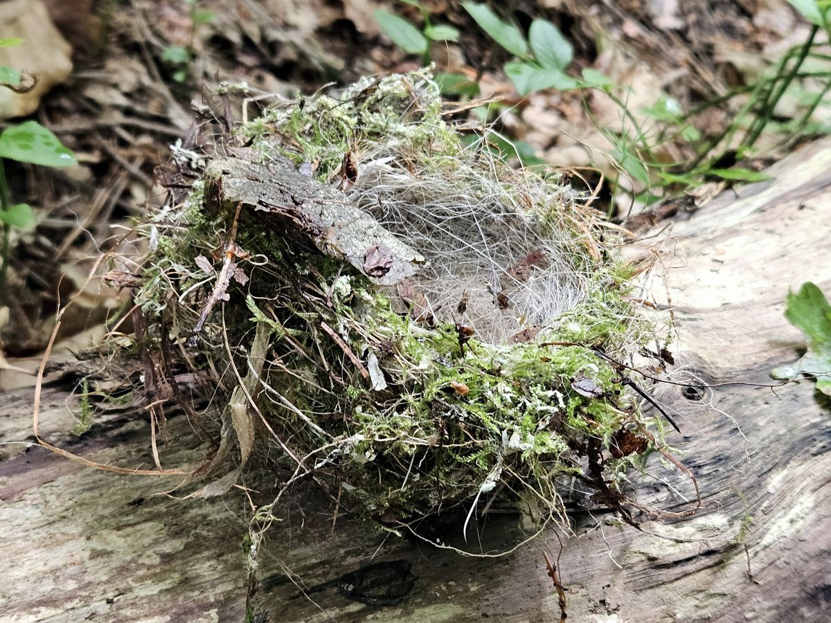 Vogelnest aus Tierhaaren