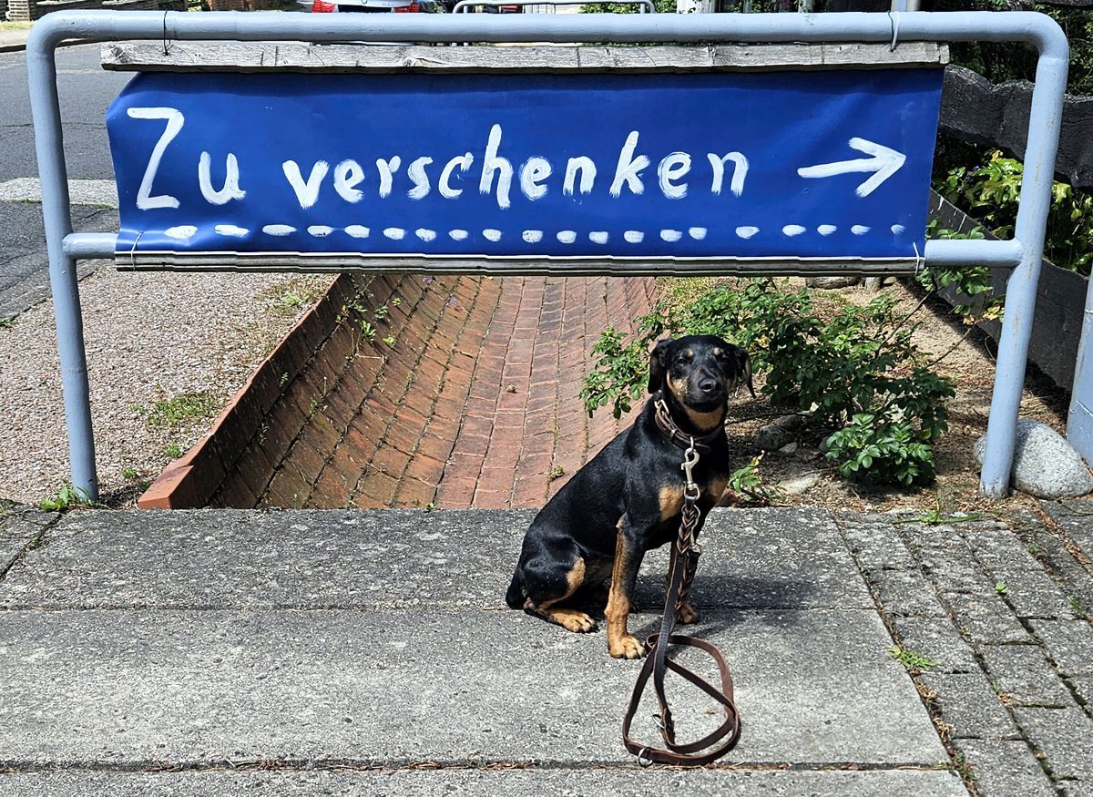 Jagdterrier Mona sitzt vor einem Schild, auf dem "Zu verschenken" steht.