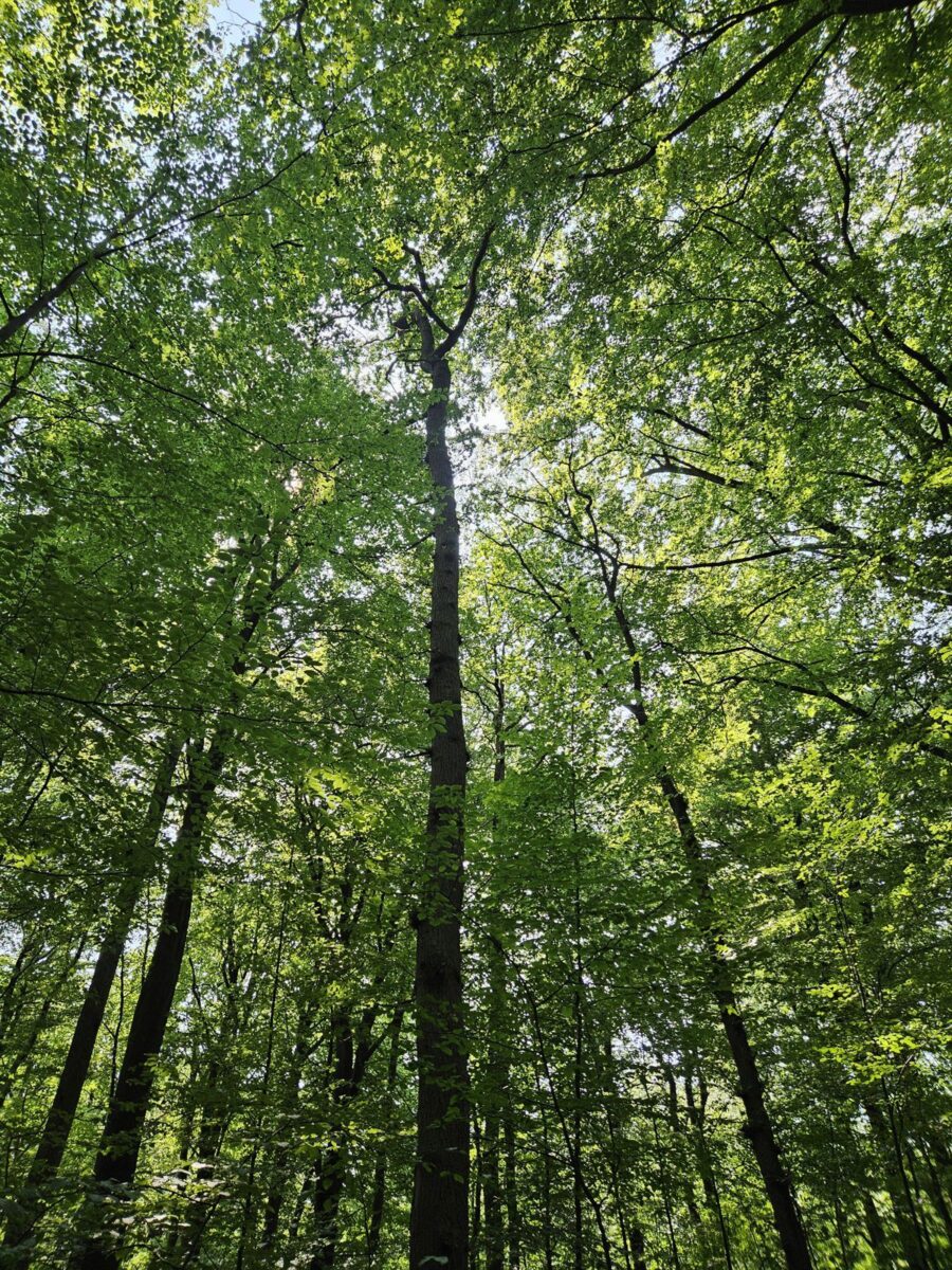 Urnenwaldfriedhof Ewigforst Sachsenwald - Gerlindes Baum