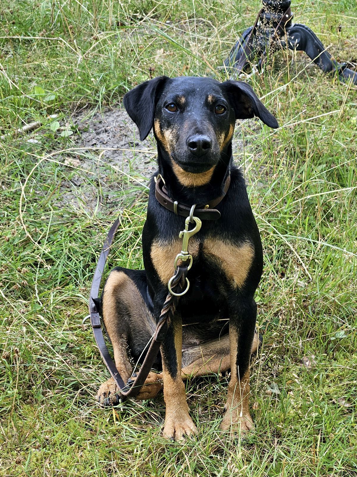 Jagdterrier Mona hat alles unter Kontrolle beim Fotoshooting