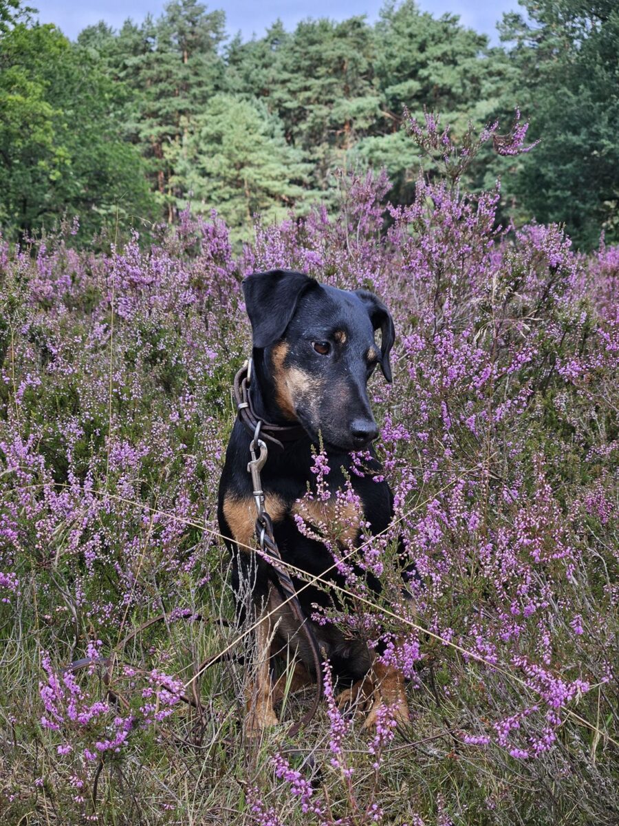 Jagdterrier Mona - Heideblüte 2026 in der Fischbeker Heide / Hamburg