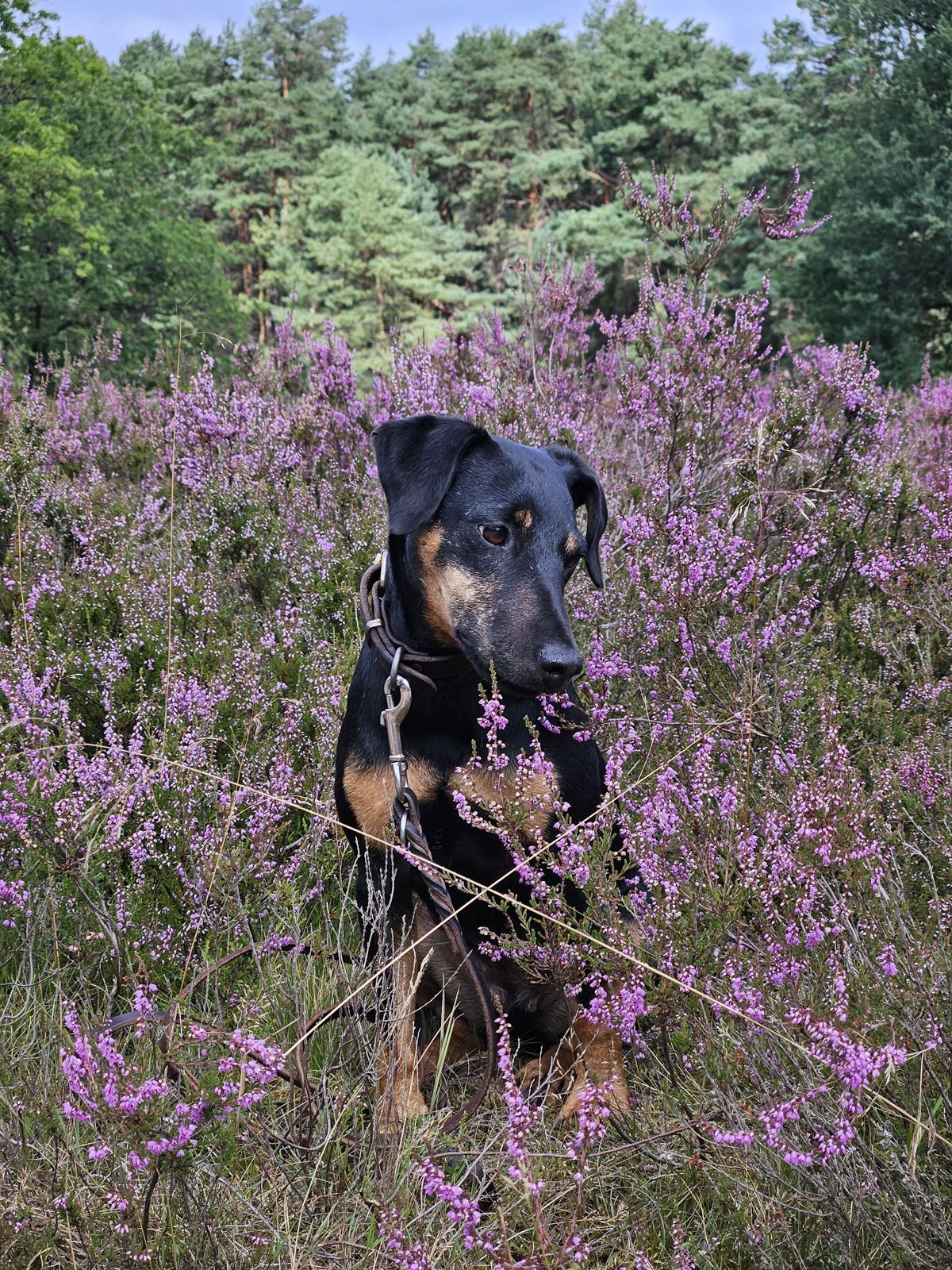 Jagdterrier Mona - Heideblüte 2026 in der Fischbeker Heide / Hamburg